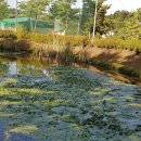 파인파골프클럽 이미지