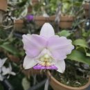 Cattleya nobilior amaliae v.'perfection' × self 이미지
