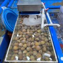 벧엘슈퍼 | 충남 보령 대천항 수산시장 맛집 53호 벧엘로또와유 회포장 후기