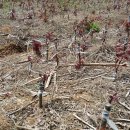 하늘농장8 이미지