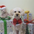 로로앤독 이미지