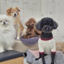 애견호텔 몽몽 이미지