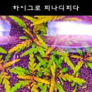 하이그로 이미지