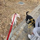 강아지 임시보호 후기.