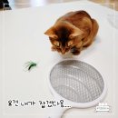 용하약국 | 벌레가 많아지는 계절! 고양이 있는 집 진드기 모기 해충 퇴치 예방법