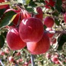 평광농장 이미지