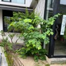 [공지] 마당에 죽순이 자꾸 올라온다면? 대나무 가지치기 적기와 뿌리 관리법 (_ 종로 캘리그래피 작가...