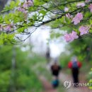 연분홍
