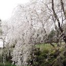 와! 야! 경주 보문단지 벚꽃만발 하여 너무 아름답네 요~^^ 이미지
