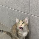염창제일동물병원