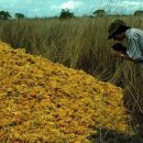 오렌지펫 이미지