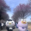 매곡동 주민센터 | [순천 실시간] 2026 매곡동 탐매마을 홍매화 개화 상황 &amp; 주차 꿀팁 (축제 방문 후기)