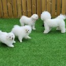 보아유치원 이미지