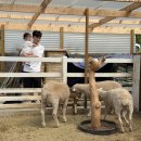 아영목장 이미지