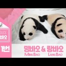 강바오의 쌍둥이 판다 이름 후보 영상🐼 ＜프로듀스 바오바오＞ 이미지