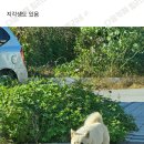 동네강아지 Daum카페