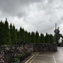 소보리애 이미지