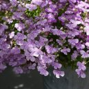 로벨리아 이미지