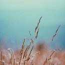 브린(Breen) 이미지