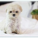 도그마루 강아지 고양이 부산점 이미지