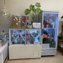 렌시아 | 감성 가득 꽃다발이 있는 노원 꽃집 나렌시아플라워 면목점 방문 후기