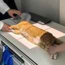 올케어 동물의료센터 | 대구 수성구 동물병원 24시케어동물의료센터 고양이 종합 건강검진 후기 (신부전, 검은귀지, 곰팡이균...