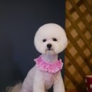 도그비숑 이미지