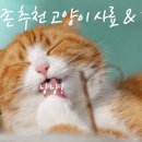 CAT 이미지