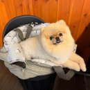 한우방 | 제주시 연동 한우곱창 맛집 로스구이 전문점 한우방자로스 솔직후기/주차/애견 동반