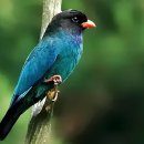 파랑새목장 이미지