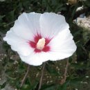 청통초등학교 이미지