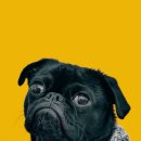 고려가축인공수정소 이미지