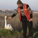 백조농장 이미지