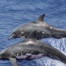 포유동물綱 - 고래目 - 돌고래科 - 뱀머리돌고래 이미지