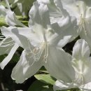 충대아산약국 이미지