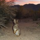 애완용 토끼 - 컬럼비아 베이신 피그미 토끼 (Columbia Basin Pygmy Rabbit) 이미지
