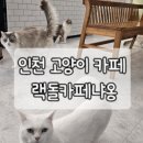 사랑의손힐링리더스 | 인천 고양이 카페 랙돌카페냐옹 후기｜개냥이들과 힐링했던 이색 데이트