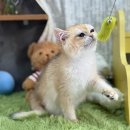 아담스펫 강아지분양 고양이분양 인천본점 이미지