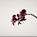화목원 겹벚꽃 이미지
