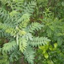 농장 천지인 이미지