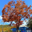 (주)금강웰빙푸드 JSK점 | 금산 인삼랜드 휴게소 통영방향 먹거리 맛집 수변공원❤️