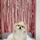 블링블링하개 이미지