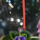 도도버드 이미지