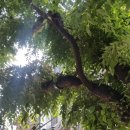 면목동-180 이미지