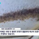 정부 권장 살충제는 빈대에 효과 없음 이미지