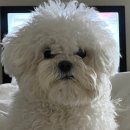 트리멍마마 이미지