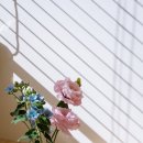 죽전자이2차 이미지