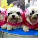 FOR YOU DOG 이미지