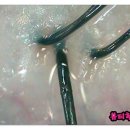 지성떡 이미지