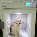 푸치 펫 그루밍 이미지